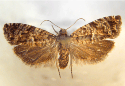 Den voksne ædelgranknopvikler har et vingefang på 14 mm. Eksemplaret venligst udlånt af Zoologisk Museum, Statens Naturhistoriske Museum. Foto: Hans Peter Ravn
