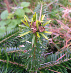 Skadebillede på topskud efter ædelgran knopvikleren – Bornholm 2008. Foto: Claus Jerram Christensen