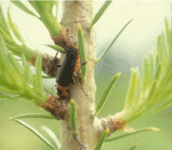 Figur 2. Voksne blødvinger spiser også bladlus. Foto: Hans Peter Ravn