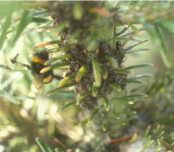 Figur 3. Humlebier opsøger bladluskolonier­ne for at få del i honningduggen. Foto: Hans Peter Ravn