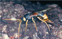 Figur 1. Hunnen af kæmpe-træhveps (Urocerus gigas) genkendes let på sin gule og sorte bagkrop. Foto: IJØ arkiv