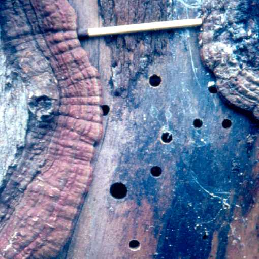 Figur 2. Cirkelrunde udboringshuller i forskellig størrelse viser, at træhvepse har forladt stammen ud gennem overfladen af det sår, som i sin tid tiltrak den æglæggende hun. Foto: IJØ arkiv