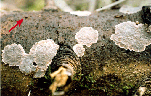 Figur 3. Gran-lædersvamp (Amylostereum chailletii) på en nordmannsgranstamme, som har ligget i en klippegrøntbevoksning flere år efter udtynding. Udboringshullet fra en træhveps (rød pil) afslører, at svampen er kommet ind via æglægning. Voksested på bark og de flade frugtlegemer, hvor kun den sporeproducerende underside er synlig, er typisk for mange lædersvamp-arter. Foto: Iben M. Thomsen