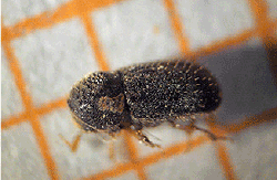 Den voksne ædelgranbarkbille er under 2 mm. Det er de lange hår bagest på dækvingerne, der adskiller den fra dén anden Cryphalus-art, som vi hyppigst finder på gran. Foto: Hans Peter Ravn