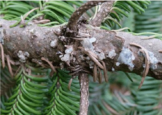 Harpiksdråber på undersiden af grene kan være et tegn på barkbillernes forsøg på indboring til overvintring. Foto: Hans Peter Ravn
