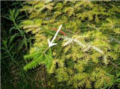 Enkelt gren uden angreb af ædelgran-gederamsrust