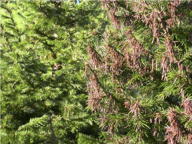 Figur 4. Klippegran (Abies lasiocarpa) i et sprøjteforsøg mod ædelgransortprik (Delphinella abietis), som blev udført i Norge i vækstsesongen 2006. Til højre på billedet ses en del af et træ, som var ubehandlet. Bagved ses kronedele af et træ, som var behandlet tre gange i skudstrækningsfasen med svampemidlet Delan WG. Foto: Talgø, 15. september 2006.
