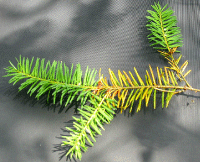 Figur 2. Misfarvede nåle som følge af angreb af douglasiesodskimmel (Phaeocryptopus gäumannii). Foto: Iben M. Thomsen.