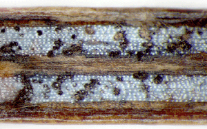 Figur 2. Små, sorte frugtlegemer af Sydowia polyspora, også kendt som Kabatina abietis. Foto: Venche Talgø