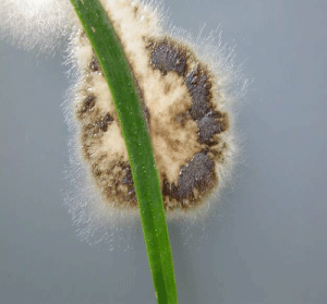 Figur 5. Isolation af Sydowia polyspora fra en nål med manglende vokslag. Foto: Venche Talgø