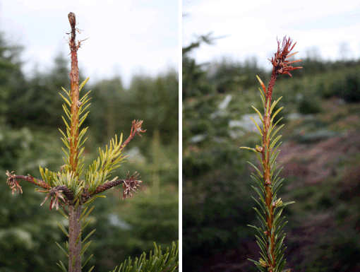 Figur 2. Hvis skuddet er mere veludviklet, inden skaden indtræffer, vil en større eller mindre del af skudaksen ofte overleve og have levende knopper. Den øverste af disse sideknopper på topskuddet skal danne den fremtidige top, evt. efter en formklipning. Fotos: Hans Peter Ravn