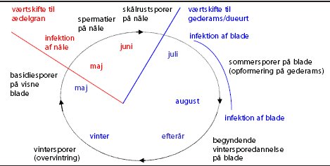Figur 1. Livscyklus for en værtskiftende rustsvamp som ædelgran-gederamsrust. De fem sporetyper er: spermatier, skålrustsporer i æcidier, sommersporer i uredier og telier med vintersporer, som spirer med basidiesporer. De to skråstreger angiver tidspunktet for værtskifte.