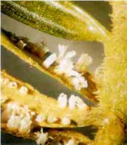 Figur 2. Skålruststadium på undersiden af nåle i juni. De gule æcidiesporer ses tydeligt overalt på nåle og skudakser (se også fi gur 2 i Videnblad 5.6-15). Æcidiesporerne kan ikke smitte ædelgran men kun gederams. Foto J. Koch.