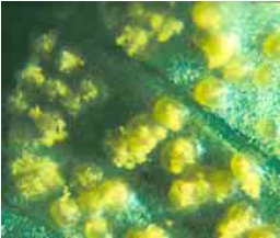 Figur 3. Sommersporer dannes i små, gule sporelejer på undersiden af gederamsblade. Foto J. Koch
