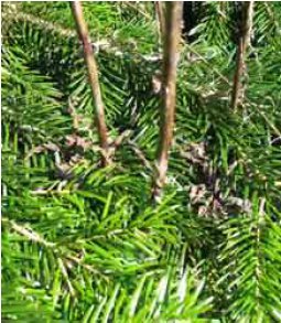 Figur 4. Visne stilke og blade af gederams i det tidlige forår. Ædelgran-gederamsrust sporer herfra har ikke langt hen til de nyudsprungne nordmannsgranskud.