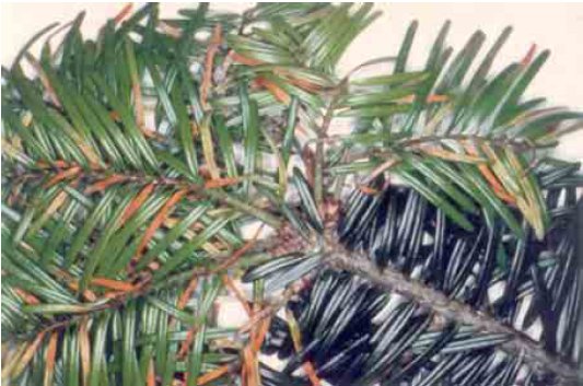 Figur 5. Angrebne nåle bliver efterhånden røde og falder af. Foto P. Christensen.