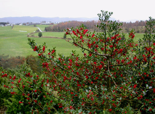 Grønne blade og smukke, røde bær om vinteren har gjort kristtorn (Ilex aquifolium) til et populært indslag i juledekorationer. Mængden af bær varierer stærkt fra år til år. I 2008 var der ganske få bær, mens 2009 blev et år med høj bærforekomst. Rogaland, Norge, 2009. Foto: Venche Talgø