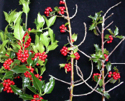 Sunde kristtorn (venstre) sammenlignet med to grene med typiske Fusarium-symptomer i form af døde sidegrene/toppe og bladfald. Foto: Venche Talgø
