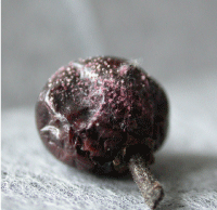 Bær af kristtorn med Fusarium-angreb. Foto: Venche Talgø