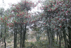 Kristtornareal, som har været fåregræsset siden 2006, efter at løvtrækrat og ene blev fjernet, og kristtorntræerne blev tyndet, opstammet og topkappet. Rogaland 28. oktober 2009. Foto: Venche Talgø