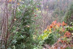 Forsøgsområde, som var ubehandlet i 2006 (kontrol). Her var der stort set kun veludviklede bær i de toppe af kristtorn, som ragede op over resten af vegetationen. Rogaland 28. oktober 2009. Foto: Venche Talgø