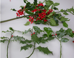 De små skud i forgrunden er fra en kristtorn i det ubehandlede kontrolfelt. Planten havde vokset i stærk skygge, hvilket betød få bær sammenlignet med topskuddet i baggrunden, som er taget fra et træ, der blev topkappet i 2006 og stod i et ryddet areal med god luftcirkulation og god tilgang af lys. Det fremgår ikke af billedet, men bær, som havde udviklet sig i skygge, var lysere i farven end dem, som havde fået masser af lys. Foto: Venche Talgø