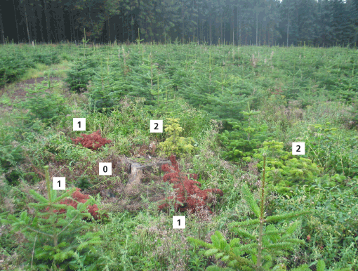 Figur 1. Et typisk syn ved angreb af honningsvamp på skovjord: døde planter med røde nåle (1) og syge planter (2) omkring et gammelt stød (0) fra den forrige generation nåletræ. Bemærk, hvordan de syge planter nærmest ikke har noget topskud og har en gullig farve sammenlignet med andre træer i kulturen. Foto: Iben M. Thomsen