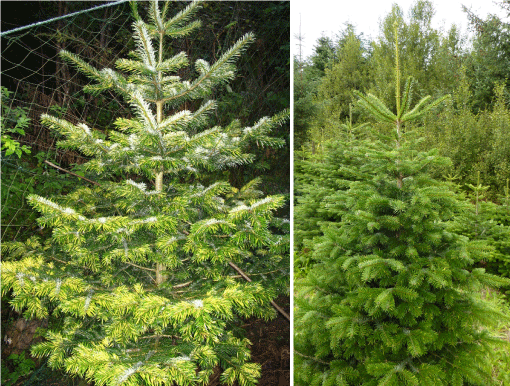 Figur 1. Nordmannsgran med angreb af seljepilrust (Melampsora abieti-capraearum) i hhv. Norge (sept 2006) og Danmark (aug 2010). Foto tv: Terje Pundsnes, foto th: Morten Winther