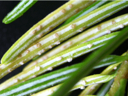 Figur 3. Æcidier af seljepilrust på nord-mannsgran. Bemærk hvordan spore-lejerne sidder i rækker på de hvide voksstriber, og den gullige farve på angrebne nåle. Foto: Venche Talgø