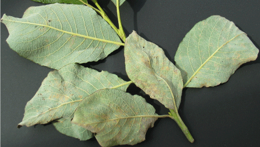 Figur 4. Uredosporer på blade af seljepil (Salix caprea). Foto: Iben M. Thomsen