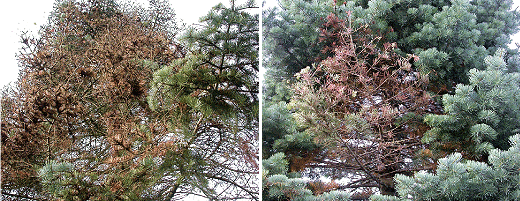 Figur 1. Visne grene som følge af angreb af Neonectria sp. på langnålet ædelgran (Abies concolor) i Akershus fylke, Norge, i 2008. Fotos: Venche Talgø