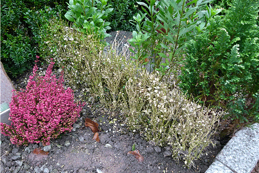 Figur 1. Buksbom (Buxus sempervirens) med omfattende bladfald efter angreb af Cylindrocladium buxicola, Assistens Kirkegård, København, november 2011. 