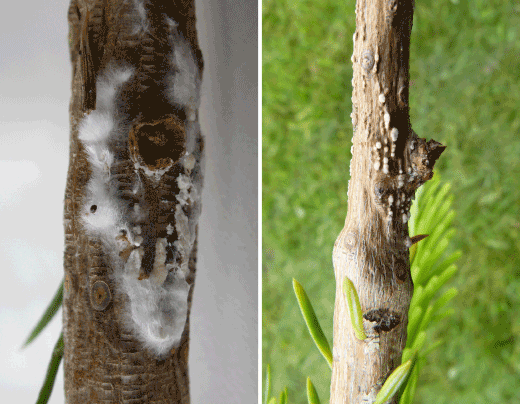 Venstre: Hvidt mycelium og lyse sporepuder på dødt skud efter inkubering i plastikpose. Myceliet vokser frem på 1-3 døgn ved rumtemperatur. Højre: Lyse sporepuder på dræbt 2012 topskud i juni 2013, bemærk overgang mellem levende væv og den døde indskrumpne skuddel. Ukønnede sporer kan i regnvejr dryppe ned og inficere de nyudsprungne skud længere ned i træet. Fotos: tv. Venche Talgø, th. Iben M. Thomsen