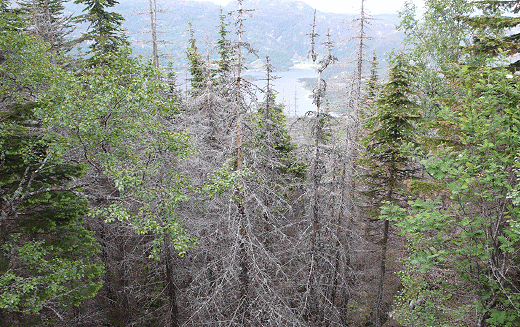 Omfattende trædød som følge af ædelgrankræft (Neonectria neomacrospora) i skovbevoksning af klippeædelgran (Abies lasiocarpa) i Norge. Foto: Venche Talgø