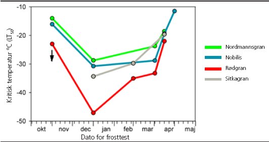 Figur 1. Frosthårdførhed, målt på nåle: typisk forløb gennem vinteren. Omkring nytår skal rødgran ned på ca. 47 minusgrader, før halvdelen af nålene er frostskadede. Hos de andre arter er den kritiske temperatur kun 28-34 minusgrader. (Pilen viser et usikkert punkt, som sandsynligvis er en del lavere end angivet).