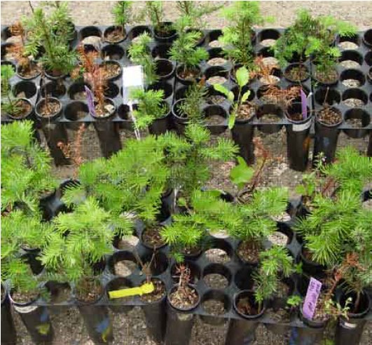 Figur 2. Planter fra et jævnt vinterklima (i et ”closed top”-kammerforsøg) forrest i billedet, sammenlignet med planter fra et eksponeret forsøgsområde udendørs (bagest), med samme gennemsnitstemperaturer, men større temperaturudsving. Udseende ved skadeopgørelsen efter udspring.