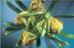 Figur 3: Der bliver passet godt på topknoppen (gemt under nålene). Midt på vinteren tåler den ca. 8 minusgrader mere end kransknopperne.