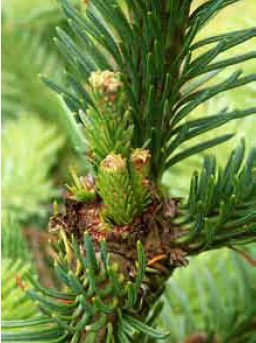 Figur 2. Nobilis plages ofte af skader på topknoppen, hvilket giver dårlig form. Sådanne skader kan udløses af frost eller forstyrrelser af vinterhvilen.