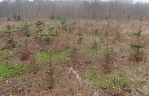Figur 1a. Nobiliskultur med alvorlige vækstproblemer og stor planteafgang flere år efter plantning. På naboarealet var der plantet lærk, som groede fortræffeligt. Foto: Iben M. Thomsen