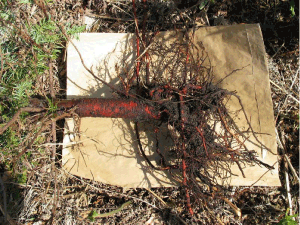 Figur 1b. Nobilisplanterne var sat lidt dybt og med delvist ombukkede rødder, men det kunne ikke forklare de alvorlige problemer, da der var fin rodvækst til alle sider. Til gengæld var rodsystemet helt overfladisk og manglede dybtgående rødder. Foto: Iben M. Thomsen