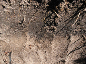 Figur 1c. Årsagen til den manglende rodudvikling var et hårdt, mørkt lag ca. 30 cm nede i jorden, som forhindrede rødderne i at gå i dybden og nå ned til vand og næring i den sandholdige, lysere mineraljord. Lærk havde åbenbart ikke tilsvarende problemer. Foto: Iben M. Thomsen