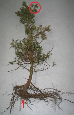 Figur 2. Nobilisplante med L-formet rod (pil), også kaldet andefod. Deformationen opstår, når roden ombukkes ved plantning og klemmes ned i et smalt plantehul. Bemærk de små totter (cirkel), som udgør de minimale årsskud for enden af de tidligere års pæne skudlængder. Foto: Iben M. Thomsen