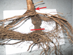 Figur 3. For dyb plantning har tvunget planten til at sætte nye rødder knap 10 cm over den oprindelige rodhals (markeret med streg), dvs. lige under det sted på stammen, hvor jordoverfladen nu befinder sig (pil). Foto: Iben M. Thomsen