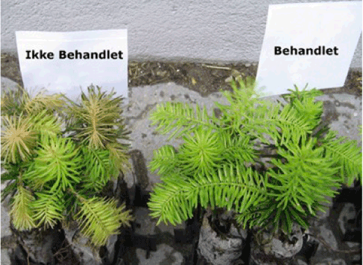Nordmannsgranplanter efter kuldetest. Til venstre en ubehandlet kontrol med frostskader, mens planten til højre er behandlet med Optimin tre dage før kuldetesten ved -3°C. Foto: Lars Bonne, HedeDanmark