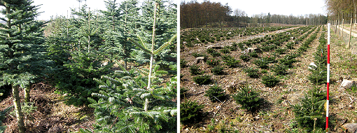 Figur 1. Forsøgsanlæggene på Næsbyholm umiddelbart før forårsbehandlingen (16. april 2009). Til højre er det en ung nordmannsgrankultur etableret efter skov, mens fotoet til venstre er fra blandingsbevoksningen med rækkevist plantet nobilis og nordmannsgran.
