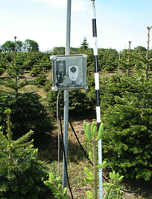 Alle træernes højde og topskudslængde blev målt hvert år i træernes hvileperiode, men den løbende topskudsvækst blev målt særligt detaljeret med webcamera (billede hver anden time) i vækstsæsonen.