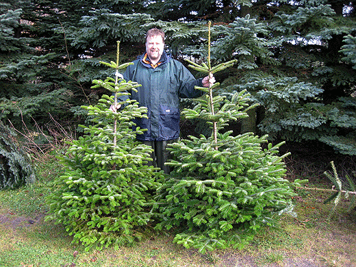 Der var ikke forskel i træhøjden og topskudslængden imellem de enkelte gødningsbehand­linger efter forsøgsafslutningen. Derimod udskilte træerne i gødningsbehandlingerne sig markant fra de ubehandlede forsøgsbehandlingers træer med kraftigere vækst. Træet til venstre er fra en ugødsket parcel.