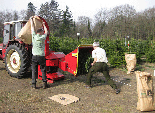 Flisning af hele juletræer. Denne ”neddeling” er det første skridt i forbindelse med måling af træernes næringsstofoptagelse i løbet af en omdrift.