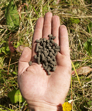 Flyveaske fra afbrænding af flis blandet med gyllefibre blev pelleteret for at forbedre gødningsproduktets spredningsegenskaber. Foto: Simon Skov.
