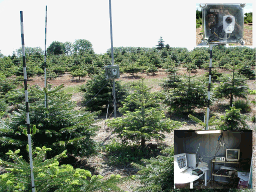 Foto 1. Del af webcamera-installation på forsøgslokaliteten i Ry. Dette webcam fotograferer hver anden time i dagstimerne topskudsvæksten på fire træer. Samtlige webcams er forbundet til en af computerne i et skur, hvor billederne lagres og tømmes efter hver vækstsæson. Fotos: Lars Bo Pedersen